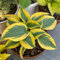 200 pcs funkien samen winterhart blumensamen mehrjährig gartengeschenke hosta pflanze samen geschenk kübelpflanzen winterhart winterharte stauden für pralle sonne gärtner geschenke