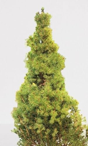 Kanadische Zuckerhut - Fichte Picea Glauca Conica 30-40 cm winterhart Freilandaufzucht