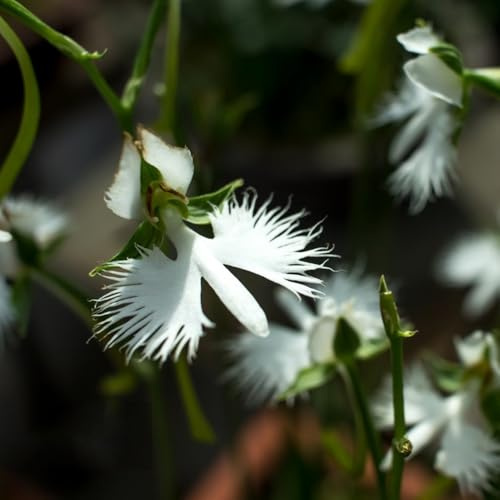 habenaria radiata - resistenti esterno in vaso Orchidea dell'airone bianco di selvatici esotici balcone insoliti d'appartamento rara 225semi