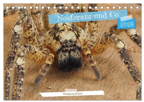 Nosferatu und Co. (Tischkalender 2026 DIN A5 quer), CALVENDO Monatskalender: Außergewöhnlich detaillierte Nahaufnahmen von europäischen Spinnen (CALVENDO Tiere)