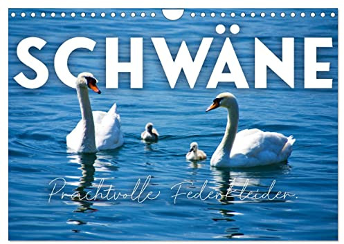 Schwäne - Prachtvolle Federkleider. (Wandkalender 2026 DIN A4 quer), CALVENDO Monatskalender: Symbol für Liebe und Reinheit. (CALVENDO Tiere)
