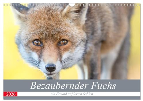 Bezaubernder Fuchs - ein Freund auf leisen Sohlen (Wandkalender 2026 DIN A3 quer), CALVENDO Monatskalender: Ein wilder Fuchs - 12 großartige Fotos. (CALVENDO Tiere)