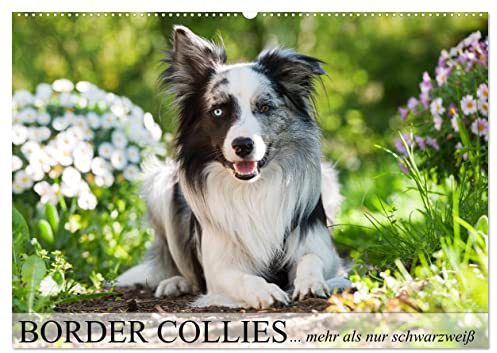 Border Collies - nicht nur schwarzweiß (Wandkalender 2026 DIN A2 quer), CALVENDO Monatskalender: Border Collies in vielen Farbschlägen (CALVENDO Tiere)