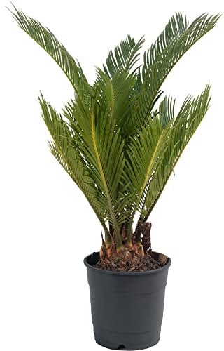 Sago Palm Large Indoor House Plant Real Evergreen Cycas Revoluta Tall Big Exotic Rare Plants (30-40cm (Incl. Pot))