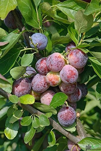 Pflaume Pflaumenbaum Prunus domestica Buschform Opal Buschform| 120-160 cm Lieferhöhe |