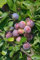 Pflaume Pflaumenbaum Prunus domestica Buschform Opal Buschform| 120-160 cm Lieferhöhe |