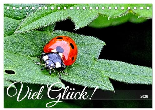 Viel Glück! (Tischkalender 2026 DIN A5 quer), CALVENDO Monatskalender: Marienkäfer auf Pflanzen und Blumen in Deutschland (CALVENDO Natur)