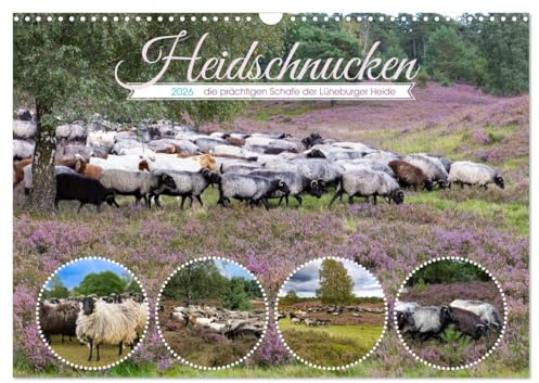 Heidschnucken, die prächtigen Schafe der Lüneburger Heide (Wandkalender 2026 DIN A3 quer), CALVENDO Monatskalender: Diese Tiere sind unentbehrlich für den Erhalt der Heideflächen. (CALVENDO Tiere)