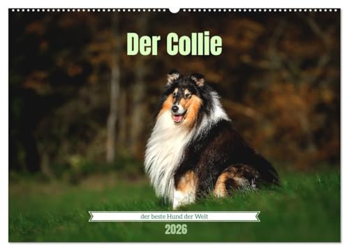 Der Collie der beste Hund der Welt (Wandkalender 2026 DIN A2 quer), CALVENDO Monatskalender: Faszinierende Collies, bezaubernd und elegant. (CALVENDO Tiere)