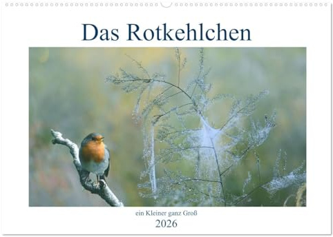 Das Rotkehlchen, ein Kleiner ganz Groß (Wandkalender 2026 DIN A2 quer), CALVENDO Monatskalender: Lange hab ich gebraucht, um diese schöne Serie zu zeigen. (CALVENDO Tiere)
