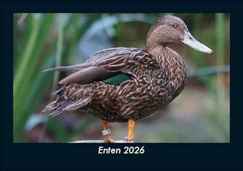 Enten 2026 Fotokalender DIN A5: Monatskalender mit Bild-Motiven von Haustieren, Bauernhof, wilden Tieren und Raubtieren