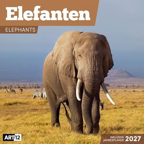 Elefanten Broschürenkalender 2027 - 30x30 - Art12 | Bildgewaltiger Tier-Kalender im schlanken Hochformat (aufgeklappt 30x60 cm) | Eintrage-Kalendarium