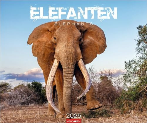 Elefanten Kalender 2025: Die sanften Riesen Afrikas, porträtiert in einem großen Wand-Kalender. Hochwertiger Fotokalender voll beeindruckender ... x 46 cm Querformat (Tierkalender Weingarten)
