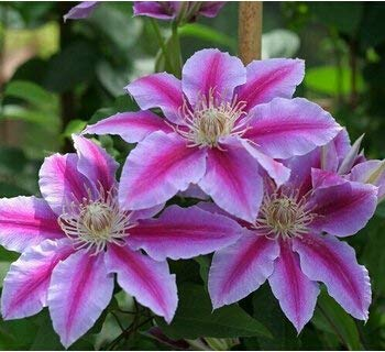 Potseed 100PCS Clematis Samen, Waldrebe Pflanzensamen Clematis Florida Thunb Blumensamen für Garten HomePlanting Weiß