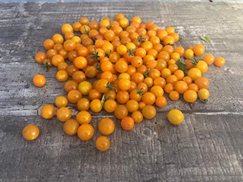 Gelbe Johannisbeertomate -Wildtomate,Buschtomate- 10 Samen RARITÄT