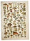 Lankater Vintage Blumenleinwanddruck Poster Antike Kunst Botanical Educational Pilz Tapete Dekor