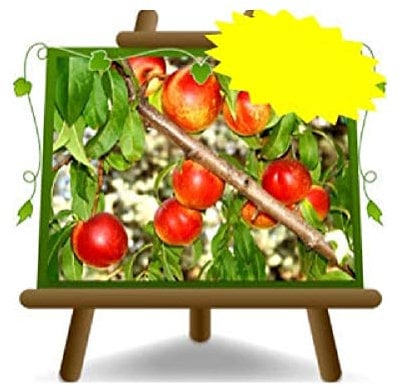 Nectarines à pulpe blanche Crasiommolo Plante fruitière sur pot de 26 - arbre max 200 cm -4 ans