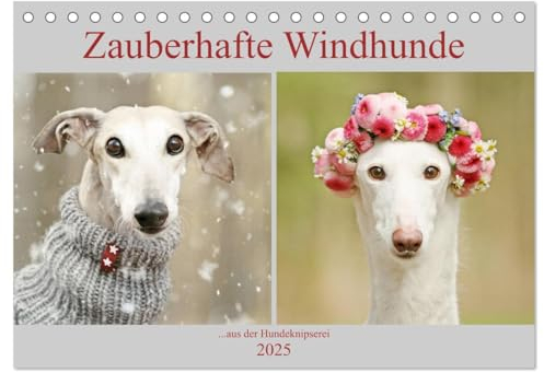 Zauberhafte Windhunde (Tischkalender 2025 DIN A5 quer), CALVENDO Monatskalender: ....mit den langen Nasen durch das Jahr. (CALVENDO Tiere)