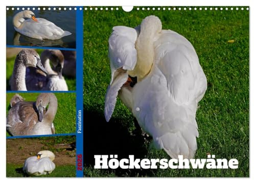 Faszination Höckerschwäne (Wandkalender 2026 DIN A3 quer), CALVENDO Monatskalender: Ausgewählte Bilder weißer Schwäne und grauer Jungschwäne in der Natur (CALVENDO Tiere)