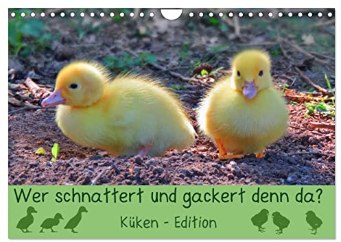 Wer schnattert und gackert denn da? - Küken-Edition (Wandkalender 2026 DIN A4 quer), CALVENDO Monatskalender: Süße, flauschige Küken zum Verlieben (CALVENDO Tiere)