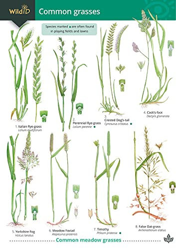 Common Grasses (WildID)