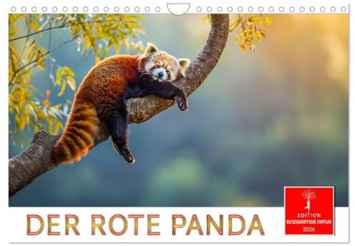 Der Rote Panda (Wandkalender 2026 DIN A4 quer), CALVENDO Monatskalender: Süßer Katzenbär zum Verlieben. (CALVENDO Tiere)