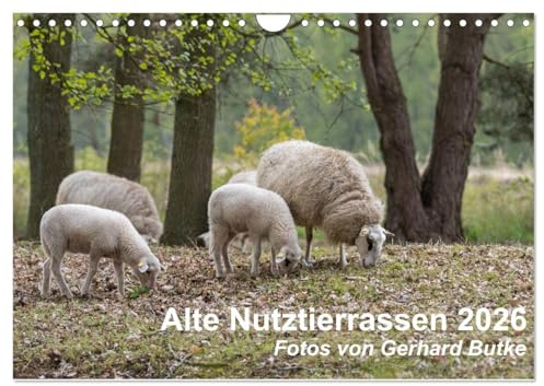 Alte Nutztierrassen 2026 (Wandkalender 2026 DIN A4 quer), CALVENDO Monatskalender: Fotos von alten Nutztierrassen, die selten und absolut schützenswert sind. (CALVENDO Tiere)