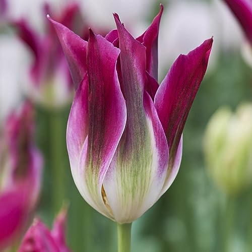 The Bulb Farmers - 40 x Tulpe 'Purple Dance' - Lila - Blumenzwiebeln direkt vom Züchter - Frühjahrsblüher - Zwiebelgröße Z 12/- (die optimale Größe für den Garten)