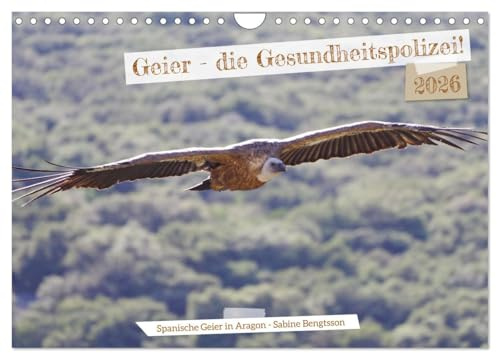 Geier - die Gesundheitspolizei! (Wandkalender 2026 DIN A4 quer), CALVENDO Monatskalender: Geier sind ganz anders, als das Bild, das wir von ihnen haben! (CALVENDO Tiere)