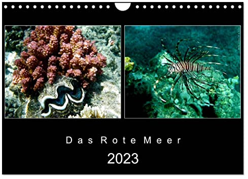 Das Rote Meer – 2023 (Wandkalender 2023 DIN A4 quer): Bunte Artenvielfalt und Unterwasserlandschaften an den Riffen im Roten Meer. (Monatskalender, 14 Seiten ) (CALVENDO Tiere)