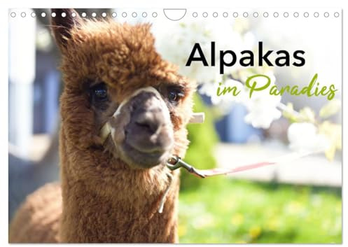 Alpakas im Paradies (Wandkalender 2026 DIN A4 quer), CALVENDO Monatskalender: glückliche Alpakas in idyllischer Umgebung (CALVENDO Tiere)