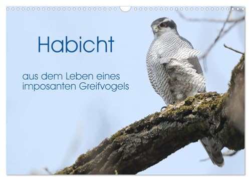 Habicht - aus dem Leben eines imposanten Greifvogels (Wandkalender 2026 DIN A3 quer), CALVENDO Monatskalender: Die Abbildungen zeigen Verhaltenssituationen aus dem Leben der Habichte. (CALVENDO Tiere)