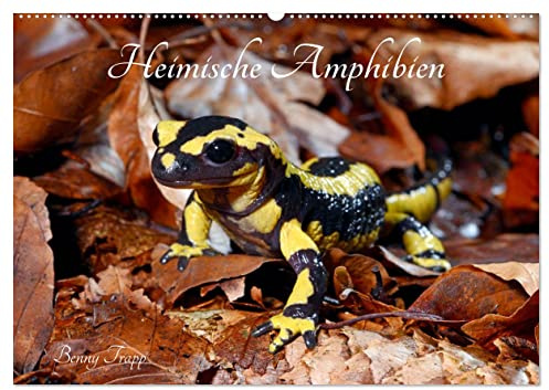 Heimische Amphibien (Wandkalender 2026 DIN A2 quer), CALVENDO Monatskalender: Frösche, Molche, Salamander, Kröten und Unken gehören zu den ... bedürfen besonderem Schutz (CALVENDO Tiere)