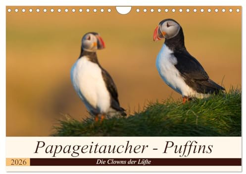 Papageitaucher - Puffins (Wandkalender 2026 DIN A4 quer), CALVENDO Monatskalender: Papageitaucher aus Island (CALVENDO Tiere)