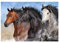 Fototapete Pferde Friese Pferd Tiere Wohnzimmer Schlafzimmer Vlies Tapete Wandtapete Latexdruck UV-Beständig Geruchsfrei Hohe Auflösung Montagefertig (14137, V8 (368x254 cm) 4 Bahnen)
