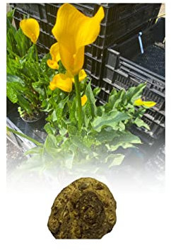 3 Zantedeschia Florex Gold Calla (Arum) Lily Bulb/Rhizome Bulbs Size 16/18 Summer Flowering Perennial : - by GARTHWAITE NURSERIES® : - UK Stockist