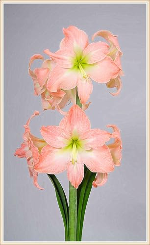 Amaryllis Zwiebel, Winterhart, Echte Hippeastrum Zwiebeln,Exklusive Blumenzwiebeln,Topfpflanze, Zwiebel,leuchtende Blüten,Gartenpflanze,Winterhart Mehrjährig-2zwiebeln-D