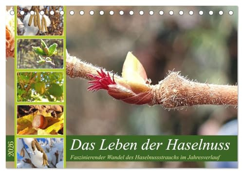 Das Leben der Haselnuss (Tischkalender 2026 DIN A5 quer), CALVENDO Monatskalender: Faszinierende Bilder der gemeinen Haselnuss im Jahresverlauf (CALVENDO Natur)