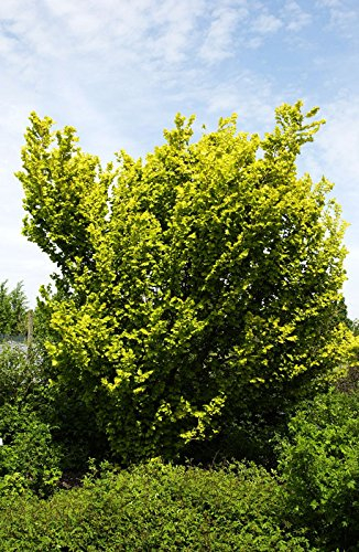 Ulme Goldulme Wredei Ulmus carpinifolia Wredei Containerware 60-100 cm