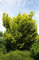 Ulme Goldulme Wredei Ulmus carpinifolia Wredei Containerware 60-100 cm