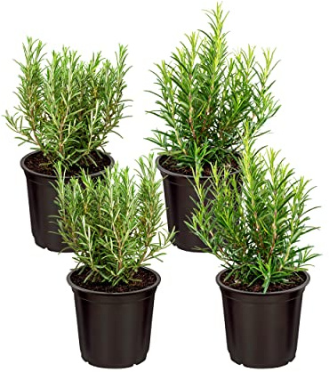 Live Aromatic and Edible Herb - Rosemary (4 Per Pack), Naturally Improves Breathing and Air Quality, 8 Tall by 3 Wide