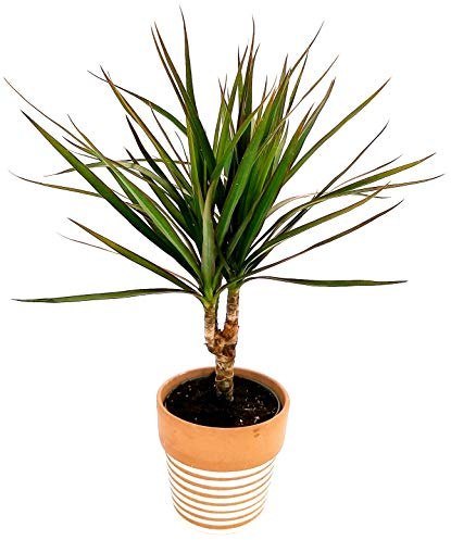 POWERS TO FLOWERS - DRACENA MARGINATA, IN VASO CERAMICA COCCIO A RIGHE, pianta vera
