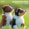 Hundewelpen/Puppy Dogs 2026: Kalender 2026 (Artwork Edition)