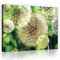 Forwall Bilder Canvas Pusteblumen mit Grünen Hintergrund O4 (60cm. x 40cm.) Leinwandbilder Wandbild AMFPP10221O4