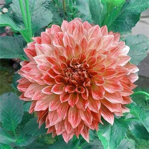 Dahlien knollen/Mehrjährige kältebeständige Pflanzen/Gartendekoration/Blumentöpfe/aufrecht/Sommerblüher/einfach zu pflanzen