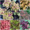 400 pcs buntnessel samen - coleus blumei - blumen garten, steingarten pflanzen buntnessel kaufen blumenwiese mehrjährig winterhart, outdoor pflanzen topfpflanzen für draußen, blumengarten