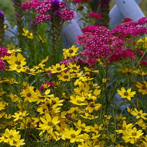 Bloomique - 6er - Set - Schafgarbe 'Cerise Queen' - Reichblühend - Winterhart - Mehrjährig - Bodendecker - Höhe 10-20 cm - Topf 9 cm