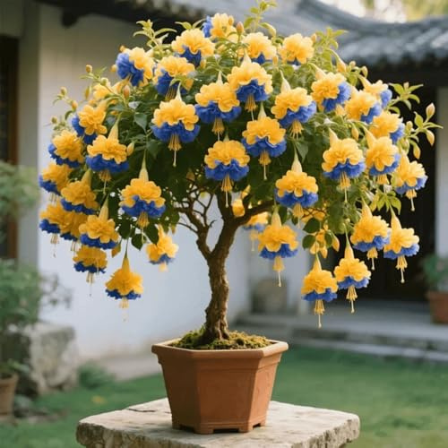 Wüstenrosen XXL-Mischung 10 Stück - Farbenfrohe Exklusive-Sorten, Pflegeleicht & Lange Blütezeit Ideal für Anfänger-1 Rhizome-I