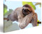 islandburner, Bild auf Leinwand Fröhliches Faultier Wandbild Poster Leinwandbild
