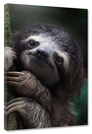 Hustling Sharks® Tierbilder auf Poster als XXL Wandbild Cute Sloth - Poster im Hochformat, Poster Tier, Poster Schlafzimmer, Poster Kinderzimmer, Faultier Bild, Tier Bilder (40x60cm)